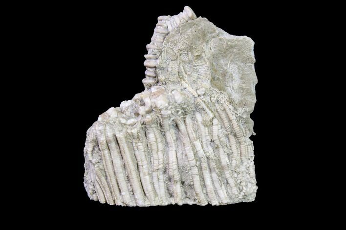 Fossil Crinoid (Uperocrinus) - Keokuk Formation, Missouri #157199